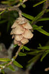 Eastern hemlock